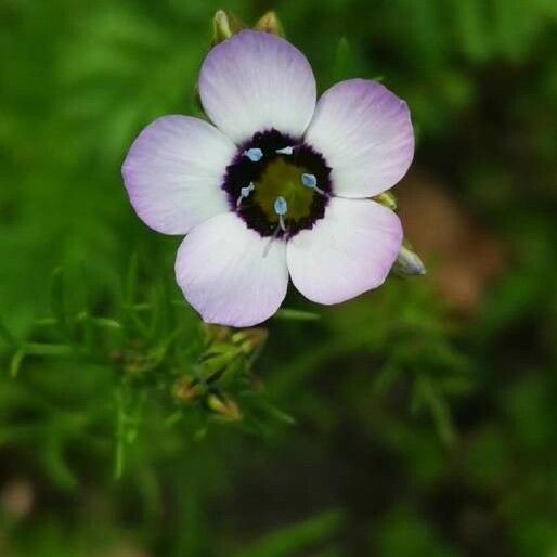 Gilia tricolor Bloem