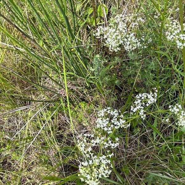 Galium elongatum Flower