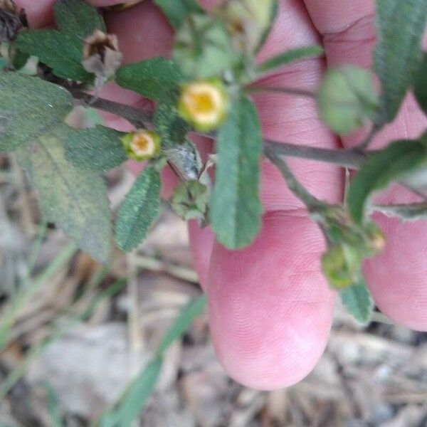 Sida rhombifolia Blatt