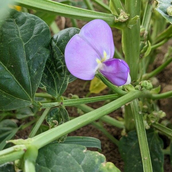 Vigna unguiculata Flor