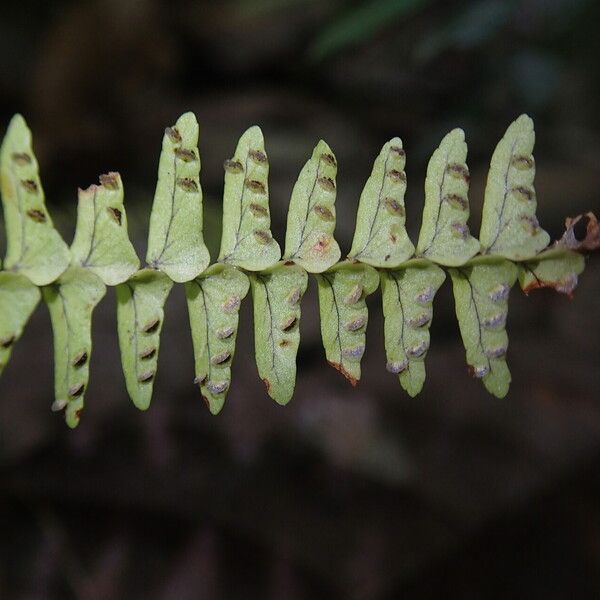 Nephrolepis undulata Лист