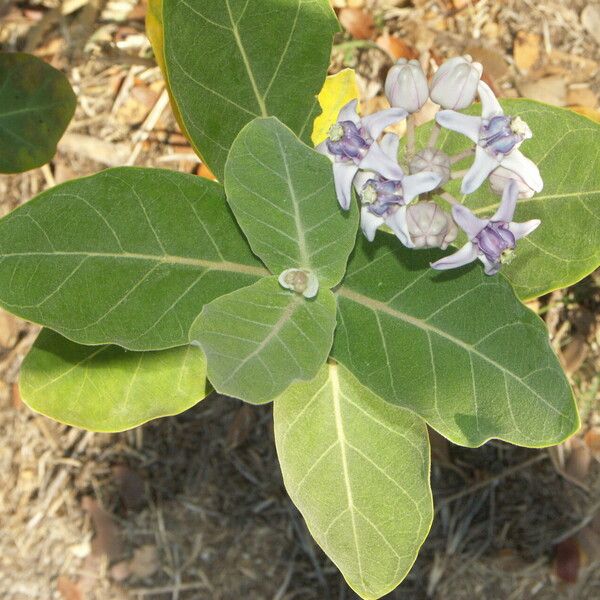 Calotropis gigantea Leaf