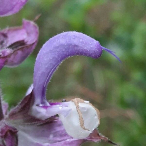 Salvia sclarea ফুল