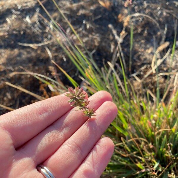 Eragrostis elongata 整株植物