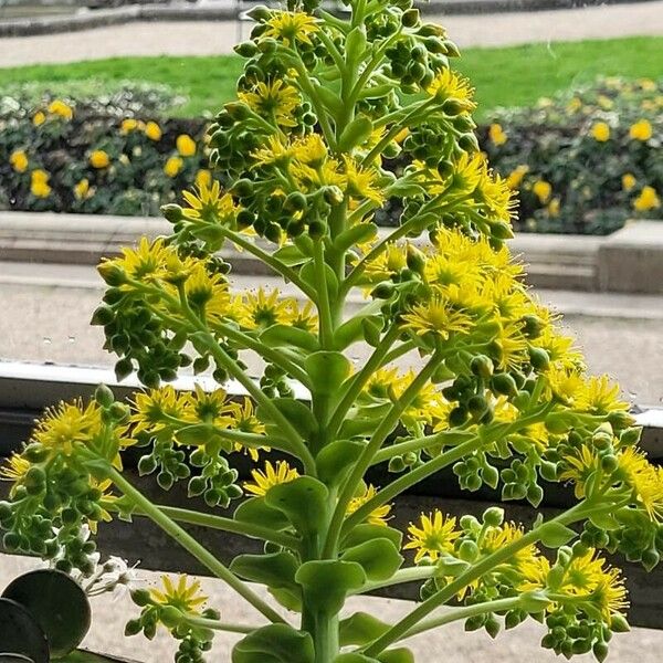 Aeonium canariense Flower