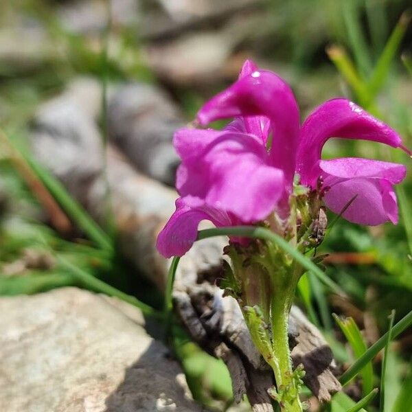 Pedicularis pyrenaica Floro