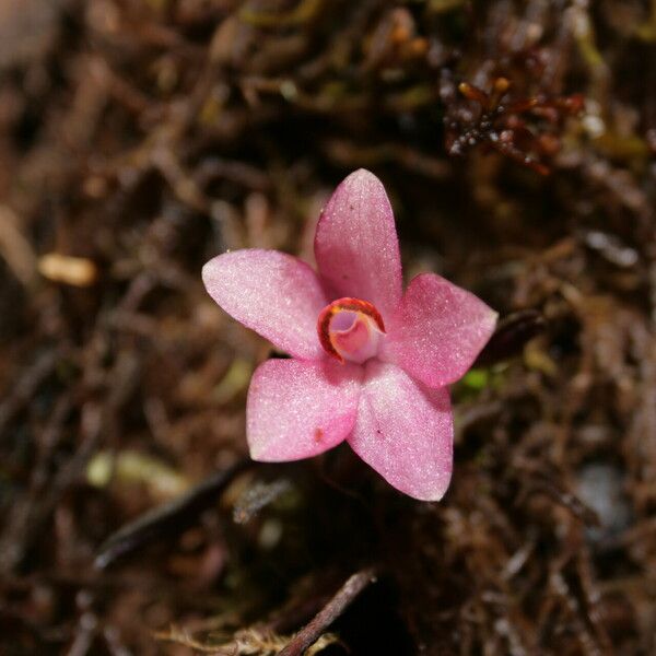 Dendrobium cuthbertsonii Flower