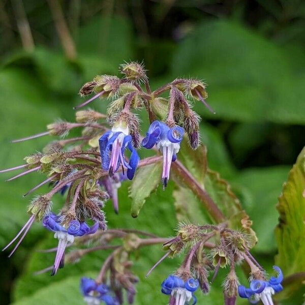 Trachystemon orientalis Blodyn