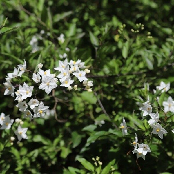 Solanum laxum Flors