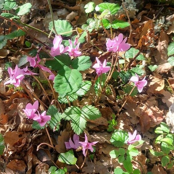 Cyclamen hederifolium Облик