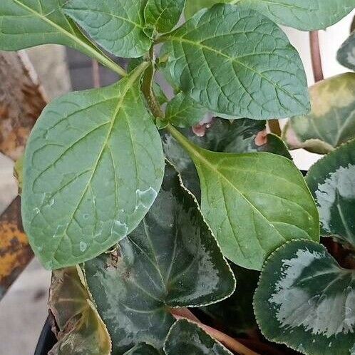 Amaranthus blitum Folha