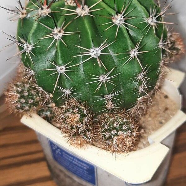 Echinopsis oxygona Lapas