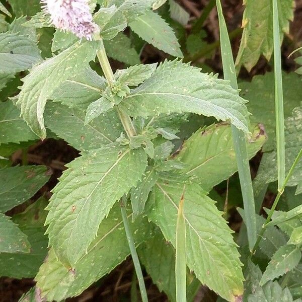 Mentha longifolia Foglia