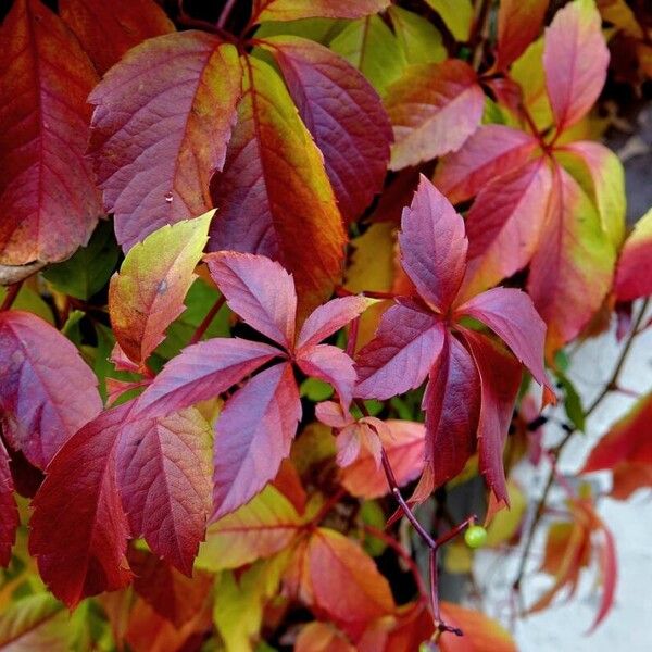 Parthenocissus inserta Habitus