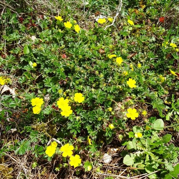 Potentilla verna ശീലം