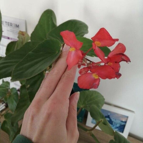 Begonia spp. Flower