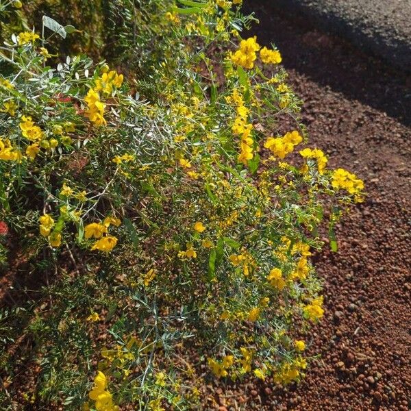 Senna multiglandulosa Λουλούδι