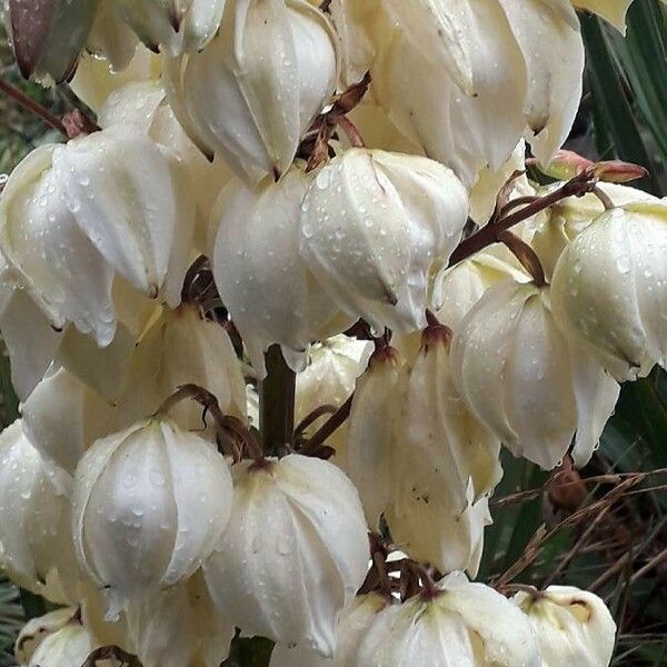 Yucca gloriosa Цвят