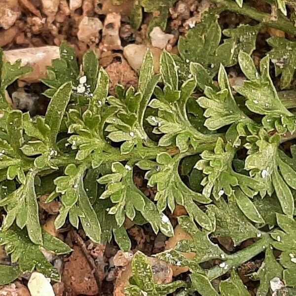 Lepidium didymum Folha