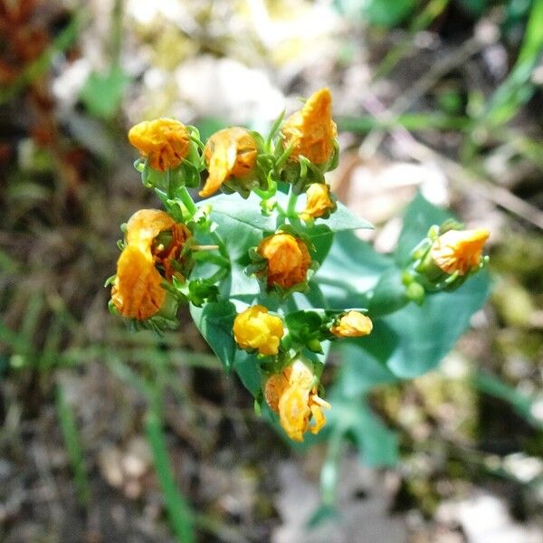 Blackstonia perfoliata Flower