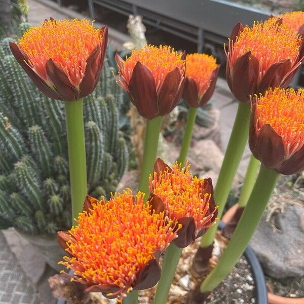 Scadoxus puniceus Квітка