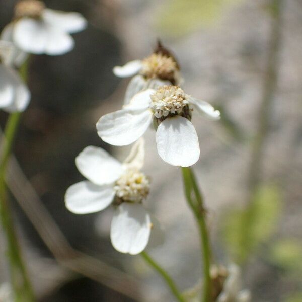 Achillea erba-rotta ᱵᱟᱦᱟ