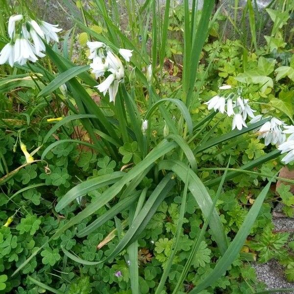 Allium triquetrum Deilen