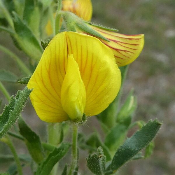 Ononis natrix Flors