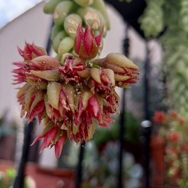 Sedum morganianum Flor