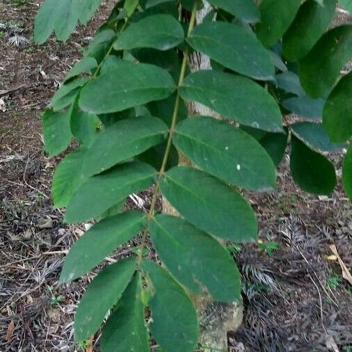 Acrocarpus fraxinifolius Листок