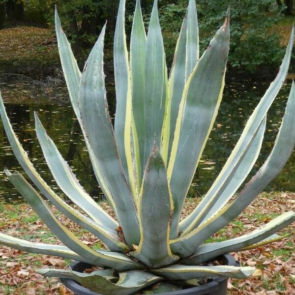 Agave americana Φύλλο