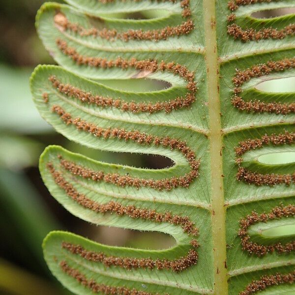 Thelypteris interrupta Leaf