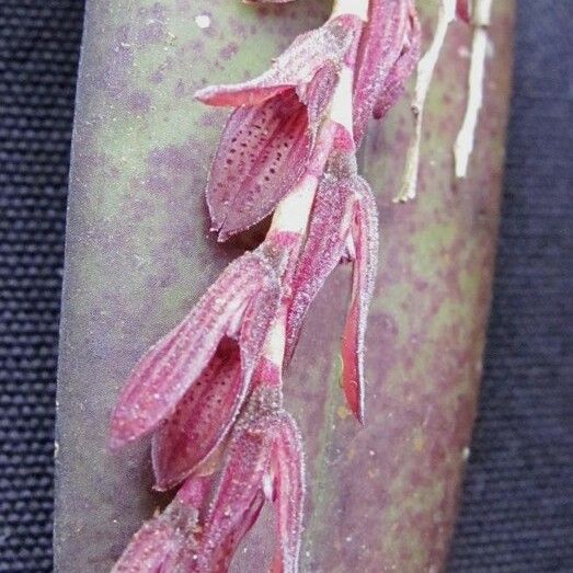 Acianthera pubescens Květ