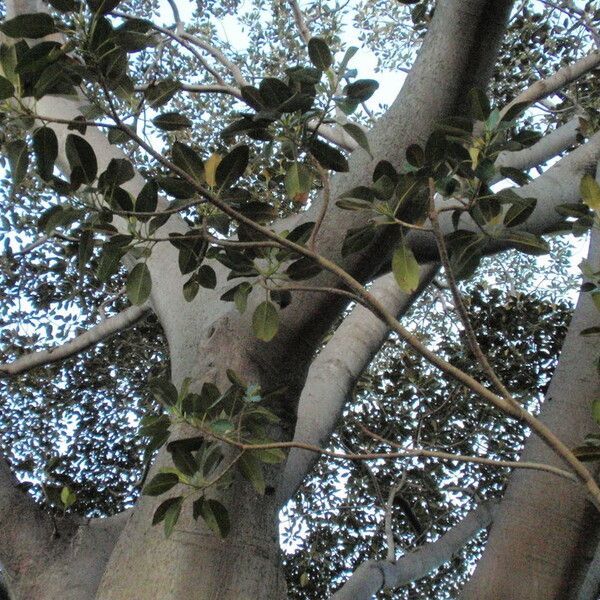 Ficus macrophylla Habit