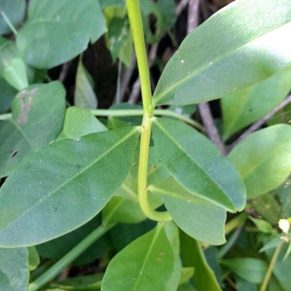 Talinum fruticosum পাতা