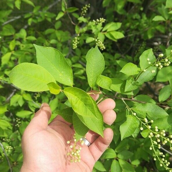 Prunus padus Leaf