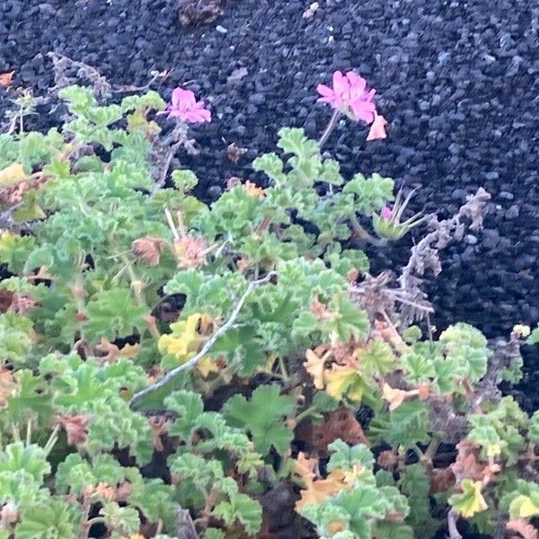 Pelargonium capitatum Fulla