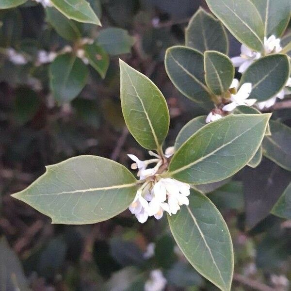 Osmanthus × burkwoodii পাতা