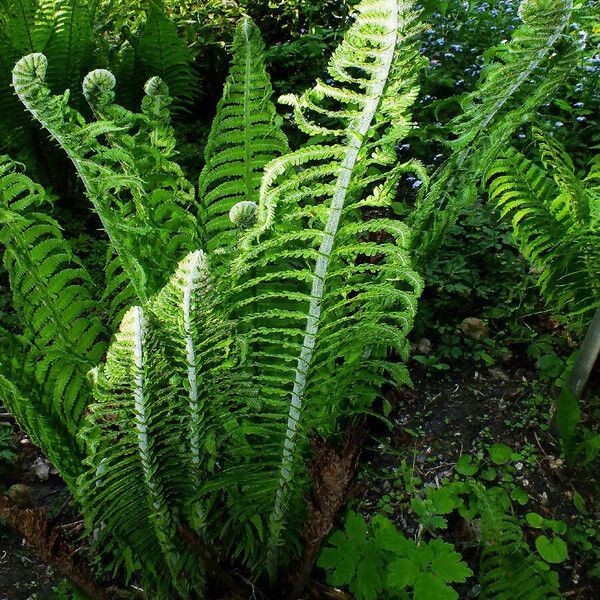 Onoclea struthiopteris Leaf