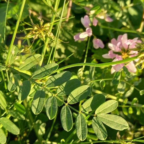 Coronilla varia Blad