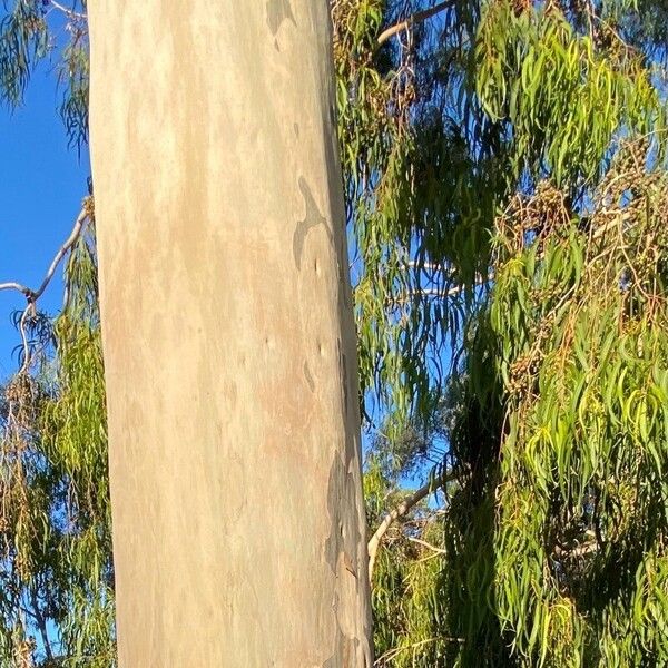 Corymbia citriodora Kaarna