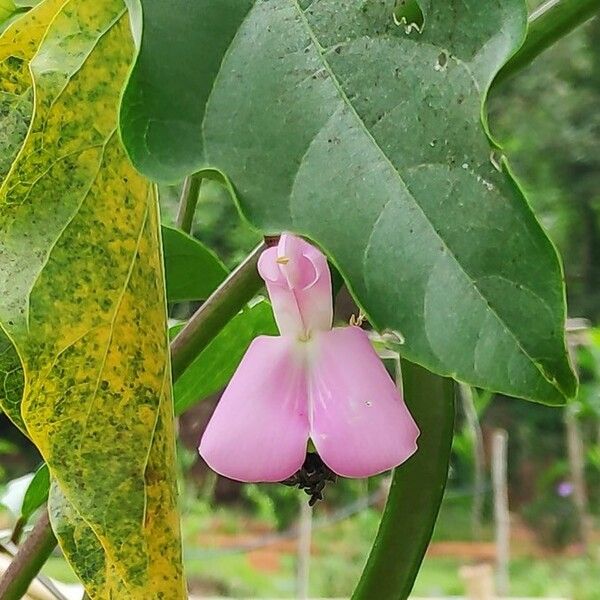 Canavalia gladiata Flower