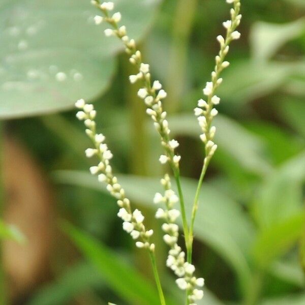 Persicaria punctata Fiore