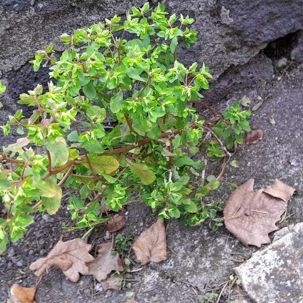 Euphorbia peplus Habit