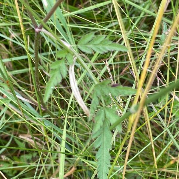 Torilis japonica Leaf