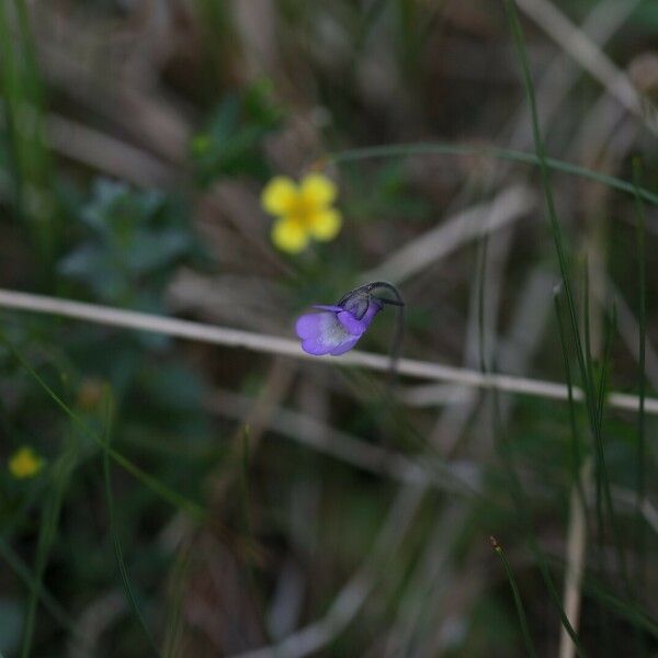 Pinguicula vulgaris Blodyn