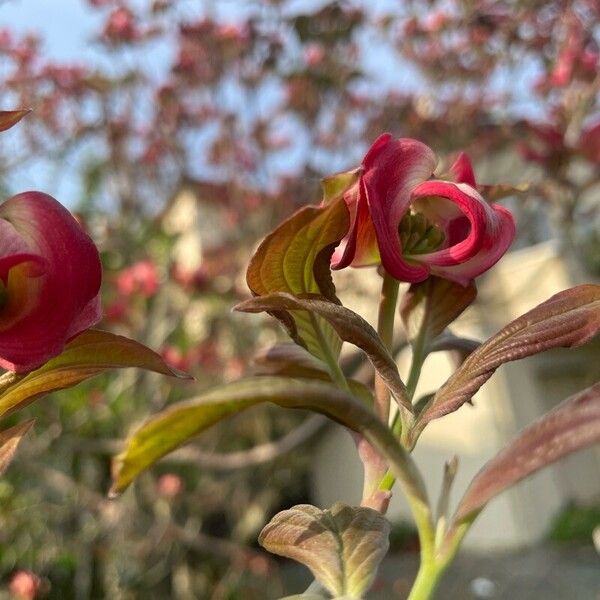 Cornus florida Flower