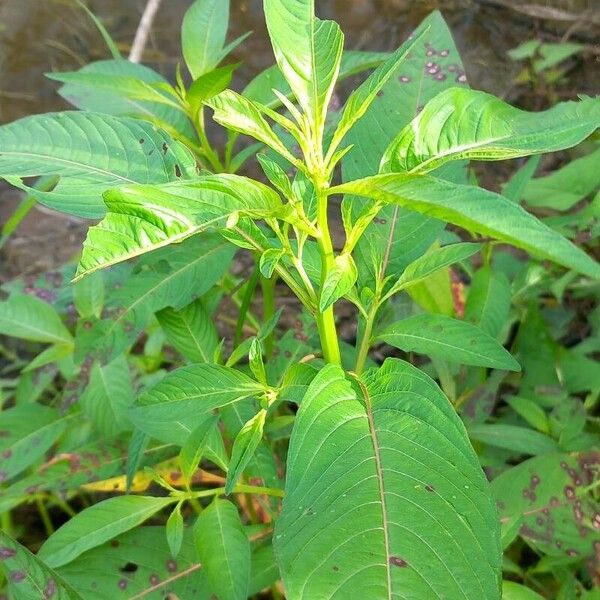 Ludwigia erecta Leaf