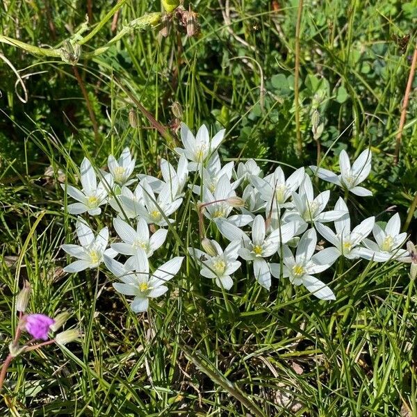 Ornithogalum orthophyllum Cvet