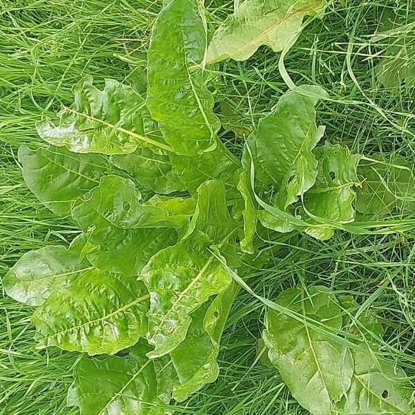 Rumex patientia Leaf